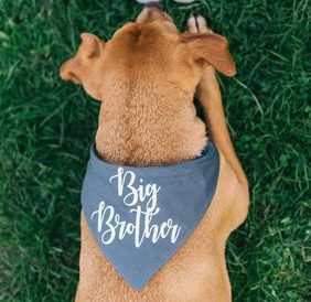 personalised dog clothes